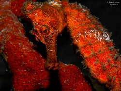 Longsnout Seahorse (Hippocampus reidi), St Lucia by Henley Spiers 